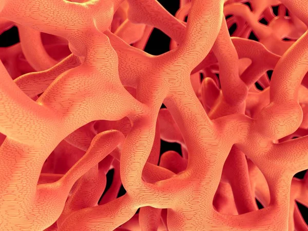 Kemik dokusuna yakın çekim