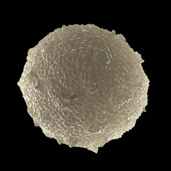 Glóbulos Brancos Leucócitos — Fotografia de Stock