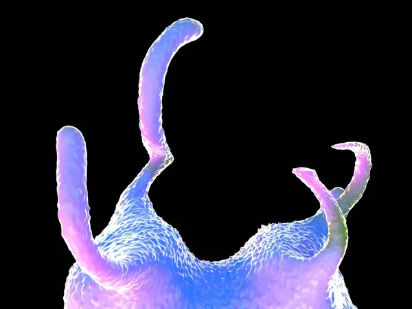 Faba Proteus Zoan Пресноводный Одноклеточный Организм Питающийся Бактериями Мелкими Простейшими — стоковое фото