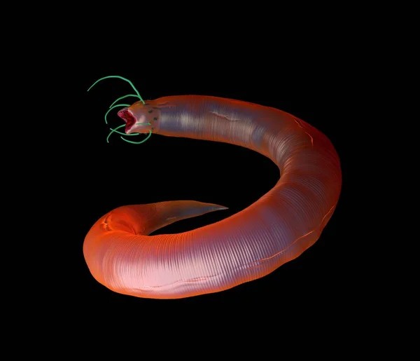 렌더링 Nematode Worm — 스톡 사진
