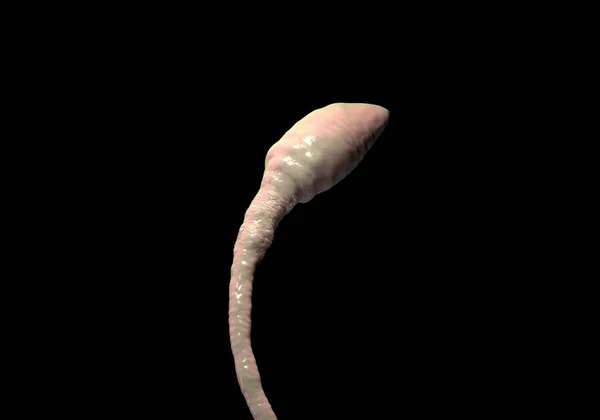 Sperm Cell Closeup Illustration — Stockfoto