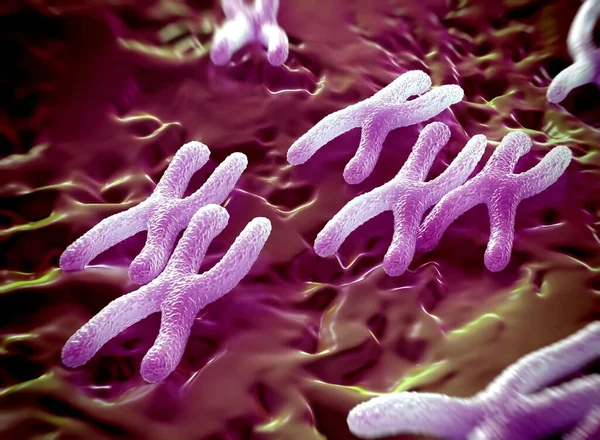 Kromozomlar genetik materyal DNA 'sının bir paketlenmiş halidir.