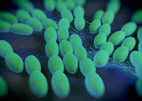 3D görüntüleme - asetobacter bakteri