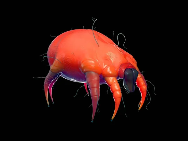 toz böceği, dijital yakın plan