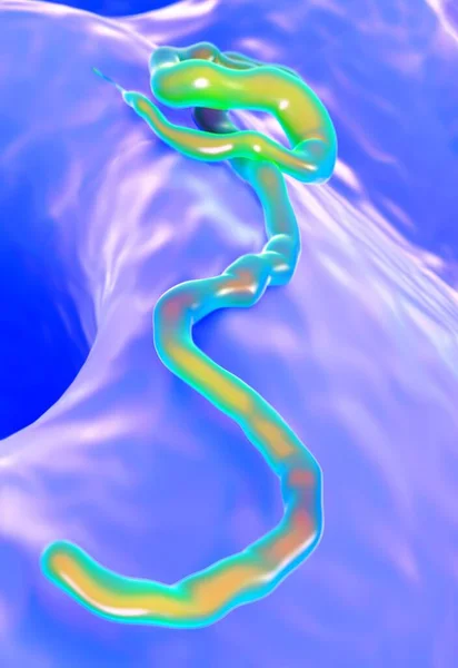 Вирус Эбола Вид Крупным Планом — стоковое фото