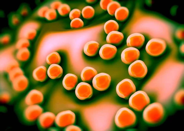 Süperböcek Veya Staphylococcus Aureus Mrsa Bakterisi — Stok fotoğraf