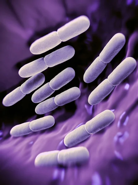 Lactobacillus bulgaricus bacteria. They are rod-shaped, gram-positive bacteria. They grow in acid media & produce lactic acid from the fermentation of carbohydrates. Lactic acid produced by the fermentation of milk is responsible for the preservatio