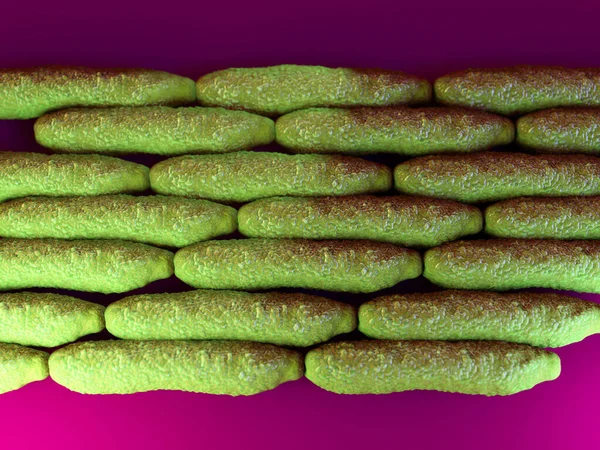 3 boyutlu şarbon bakterisi.