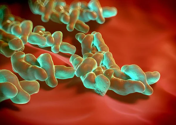 Görüntüleme Campylobacter Jejuni Bakterisi — Stok fotoğraf