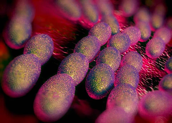 Renderização Bactérias Acetobacter — Fotografia de Stock