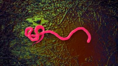  Ebola virüsü, Ebola ateşinin sebebi. Filovirüs grubundan biridir, bu yüzden ince ve uzun şekli için çağrılır.
