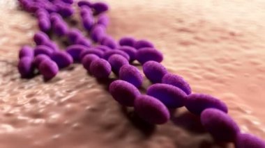 3D asetobacter bakteri yakın çekim