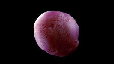 Foraminiferan mikrofosilinin 3d görüntülenmesi