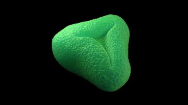 3D görüntüleme - şişe fırçası poleni