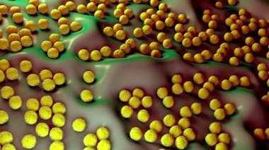 süperböcek veya Staphylococcus aureus (MRSA) bakterisi