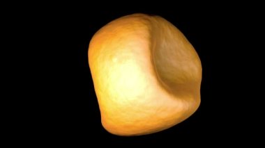 3D Aconite anter ve polen.