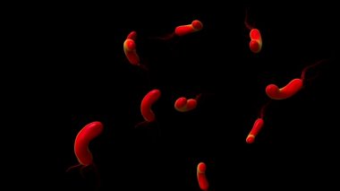 Helicobacter pylori bakterisine yakın çekim 