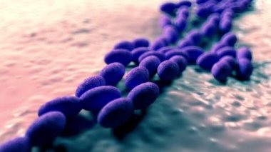 3D asetobacter bakteri yakın çekim