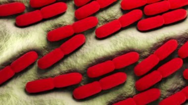 3d Lactobacillus Bulgaricus Bakterisi