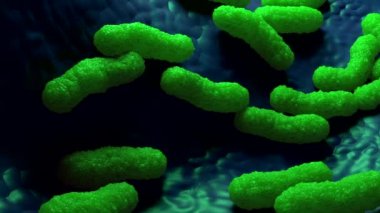 3d Escherichia Coli Bakterisi