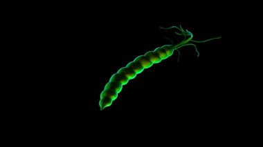 Helicobacter pylori bakterisine yakın çekim 
