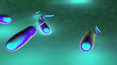 Bu Gram-negatif çubuk şekilli bakterilerin tek bir kutup kırbacı vardır. Bunlar koleraya neden olur. İnce bağırsak enfeksiyonudur.