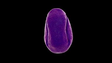 Süpürge poleni yakın çekim görüntüsü