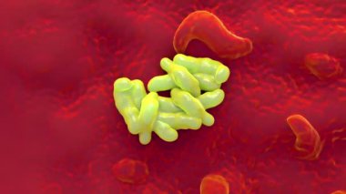 3D Campylobacter Jejuni Bakterisi