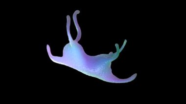Amoeba protozoanı. Bu, bakteri ve daha küçük protozoalarla beslenen tek hücreli tatlı bir organizma..