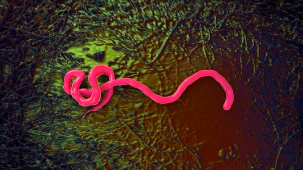 Ebola Virus Die Ursache Des Ebola Fiebers Gehört Zur Gruppe — Stockvideo