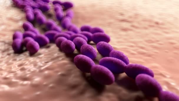 Крупный План Бактерий Ацетобактерий — стоковое видео