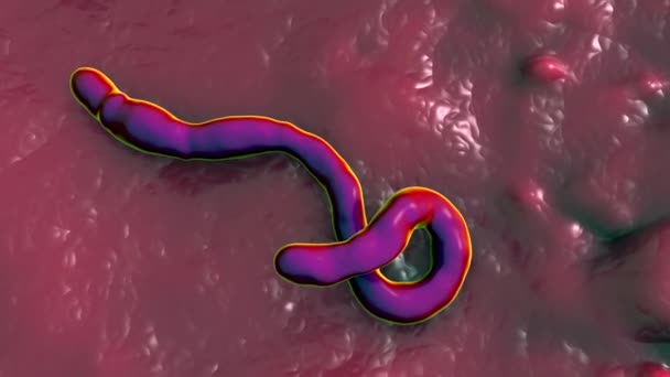 Ebola Virus Oorzaak Van Ebola Koorts Het Een Van Groep — Stockvideo