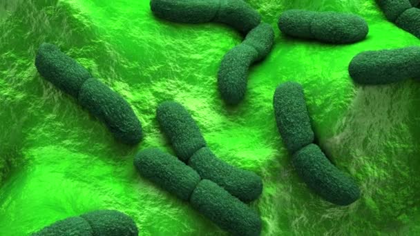 Bactéries Yersinia Pestis Illustrations — Video