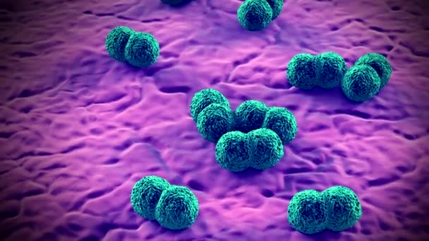 Neisseria Meningitidis Bacteria Parásito Humano Obligado Que Causa Meningitis Meningocócica — Vídeos de Stock
