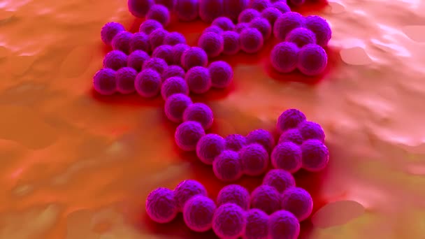 Superbugg Eller Staphylococcus Aureus Bakterier Mrsa — Stockvideo