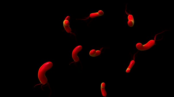 Крупный План Бактерии Helicobacter Pylori — стоковое видео