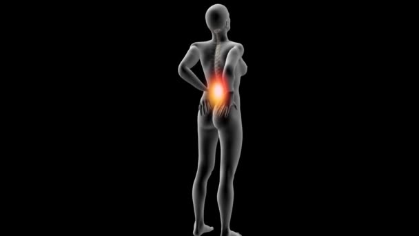人間の解剖学的腰痛 — ストック動画