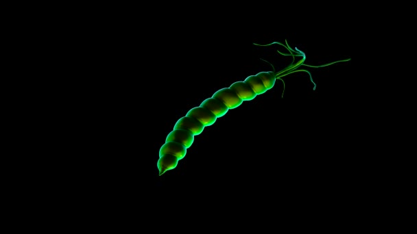 Крупним Планом Бактерія Helicobacter Pylori — стокове відео