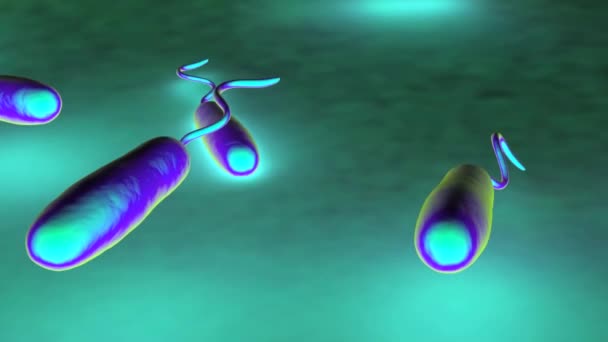 Estas Bactérias Gram Negativas Forma Bastonete Têm Único Flagelo Polar — Vídeo de Stock