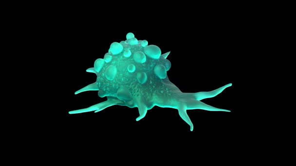 Closeup Των Κυττάρων Του Καρκίνου Της Ουροδόχου Κύστης — Αρχείο Βίντεο