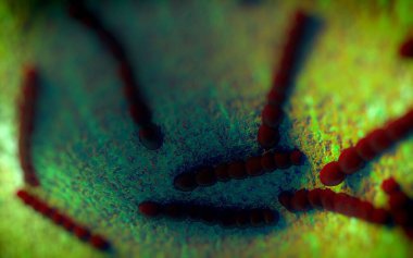 Streptococcus pneumoniae, Gram-pozitif koküs şekilli patojenik bakteridir ve zatürreye ek olarak pnömokok enfeksiyonlarına neden olur. .