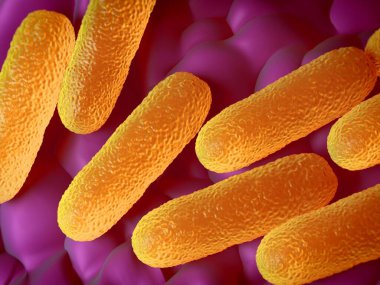 Salmonella enterica enterica olarak da bilinen bu bakteriler Gram-negatif, çubuk şeklinde hücrelerdir. Salmonella insanlarda en yaygın olarak enfekte domuz, kümes hayvanları ve yumurtalardan yakalanan en büyük gıda zehirlenmesidir (salmonelloz).