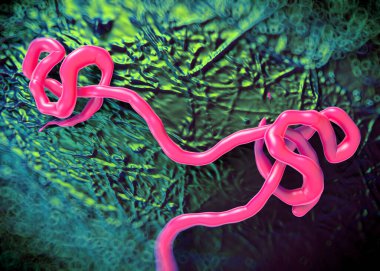  Ebola virüsü, Ebola ateşinin sebebi. Filovirüs grubundan biridir, bu yüzden ince ve uzun şekli için çağrılır.