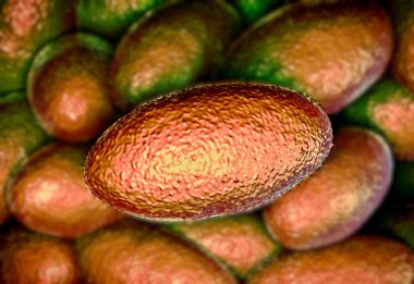 3D illüstrasyon - Asetobacter bakteri