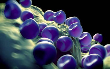 Aconite anter ve polen - 3D görüntüleme