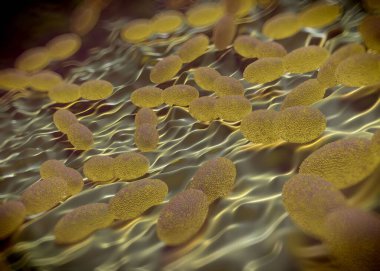 3D görüntüleme - asetobacter bakteri