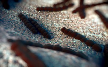 Streptococcus pneumoniae, Gram-pozitif koküs şekilli patojenik bakteridir ve zatürreye ek olarak pnömokok enfeksiyonlarına neden olur. .