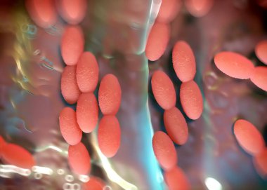 3D görüntüleme - asetobacter bakteri