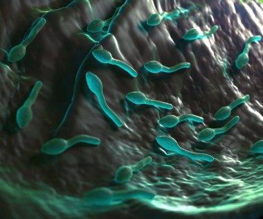 3D görüntüleme - lostridium tetani bakterisi 