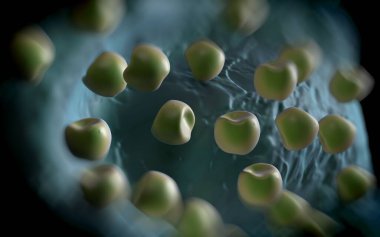 Aconite anter ve polen - 3D görüntüleme